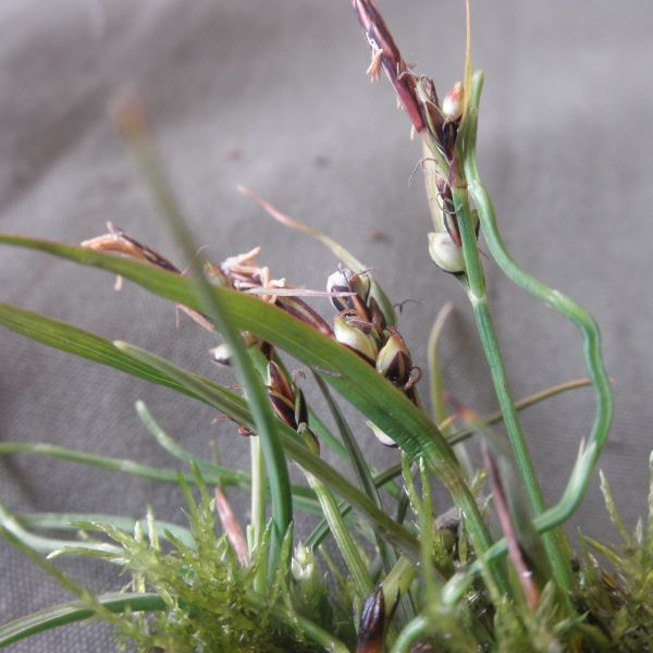 Carex subspathacea Svalbard Longyearbyen 2014 3 A.Elven